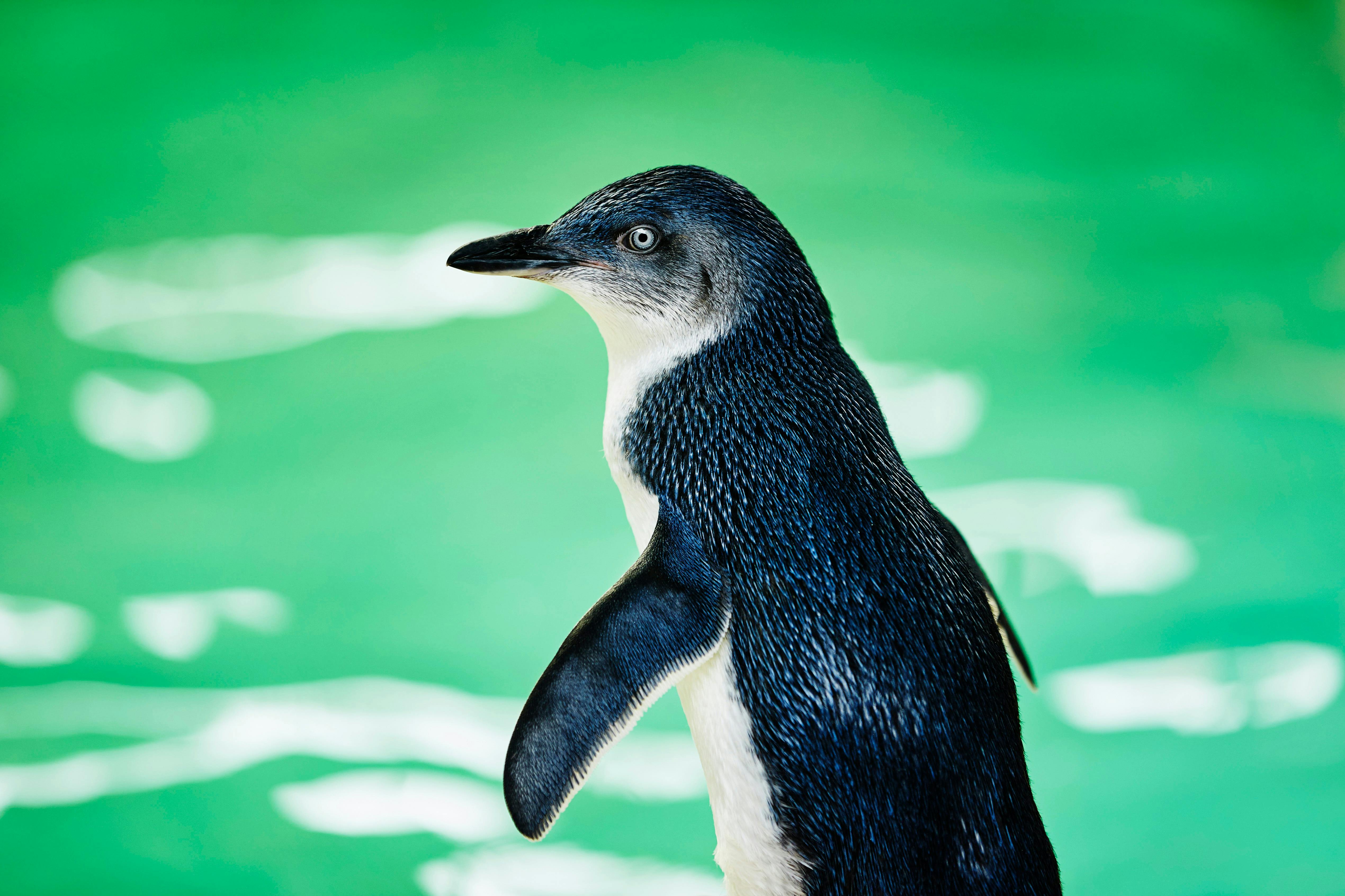 Penguin Island, Rockingham, Western Australia