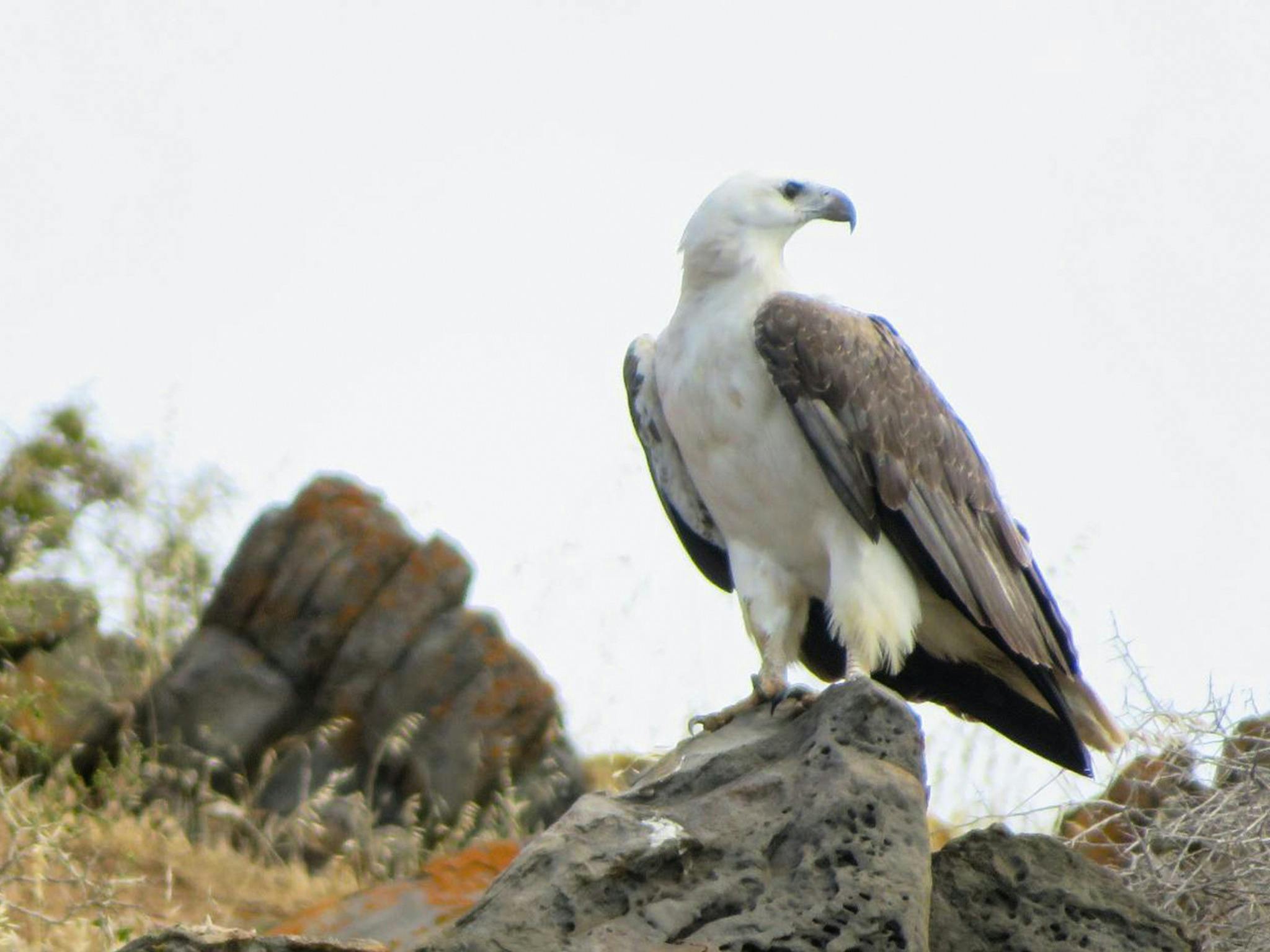 A white-bellied sea eagle perches on a rock