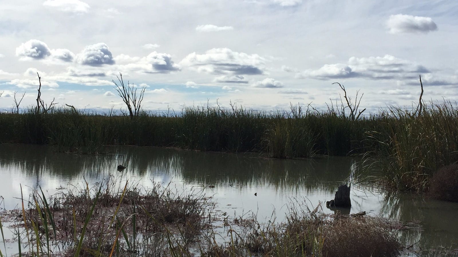Gwydir Wetlands State Conservation Area Moree