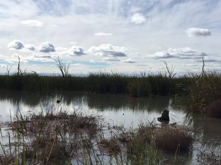 The Gwydir Wetlands photo courtesy of Tourism Moree Inc