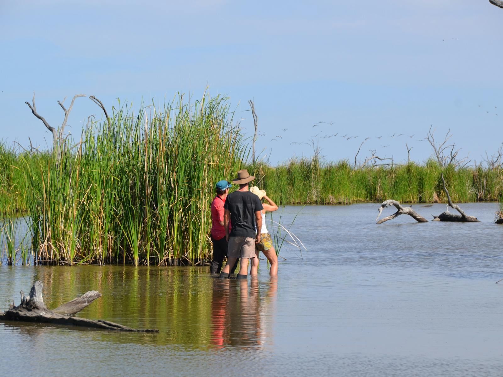 Image for Gwydir Wetlands Open Period