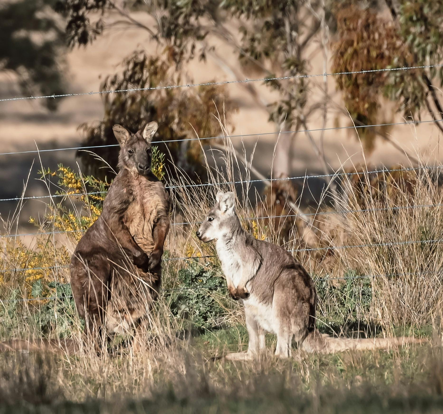 Mother Wallaby and her Joey enjoying the morning sun