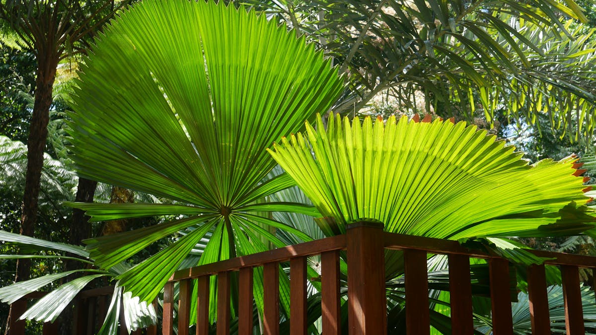 The deck