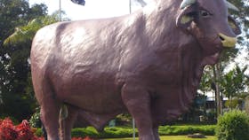Rockhampton Bull Statues