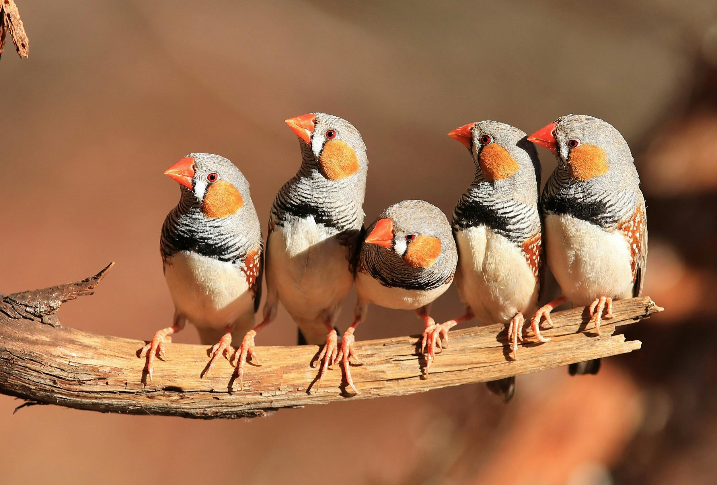Birds at Ilkurlka