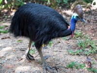 You might be surprised by a Cassowary