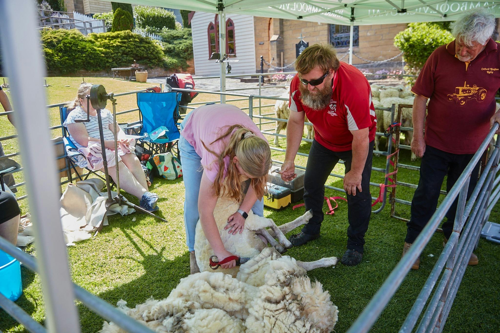 a woman shearing a sheep and a man assisting her