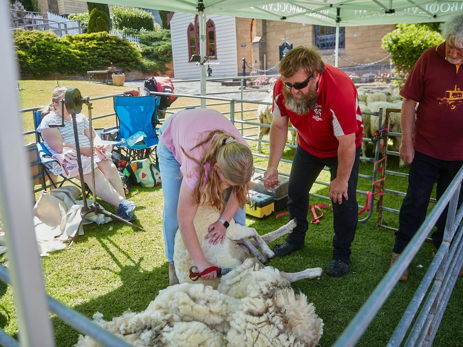 a woman shearing a sheep and a man assisting her
