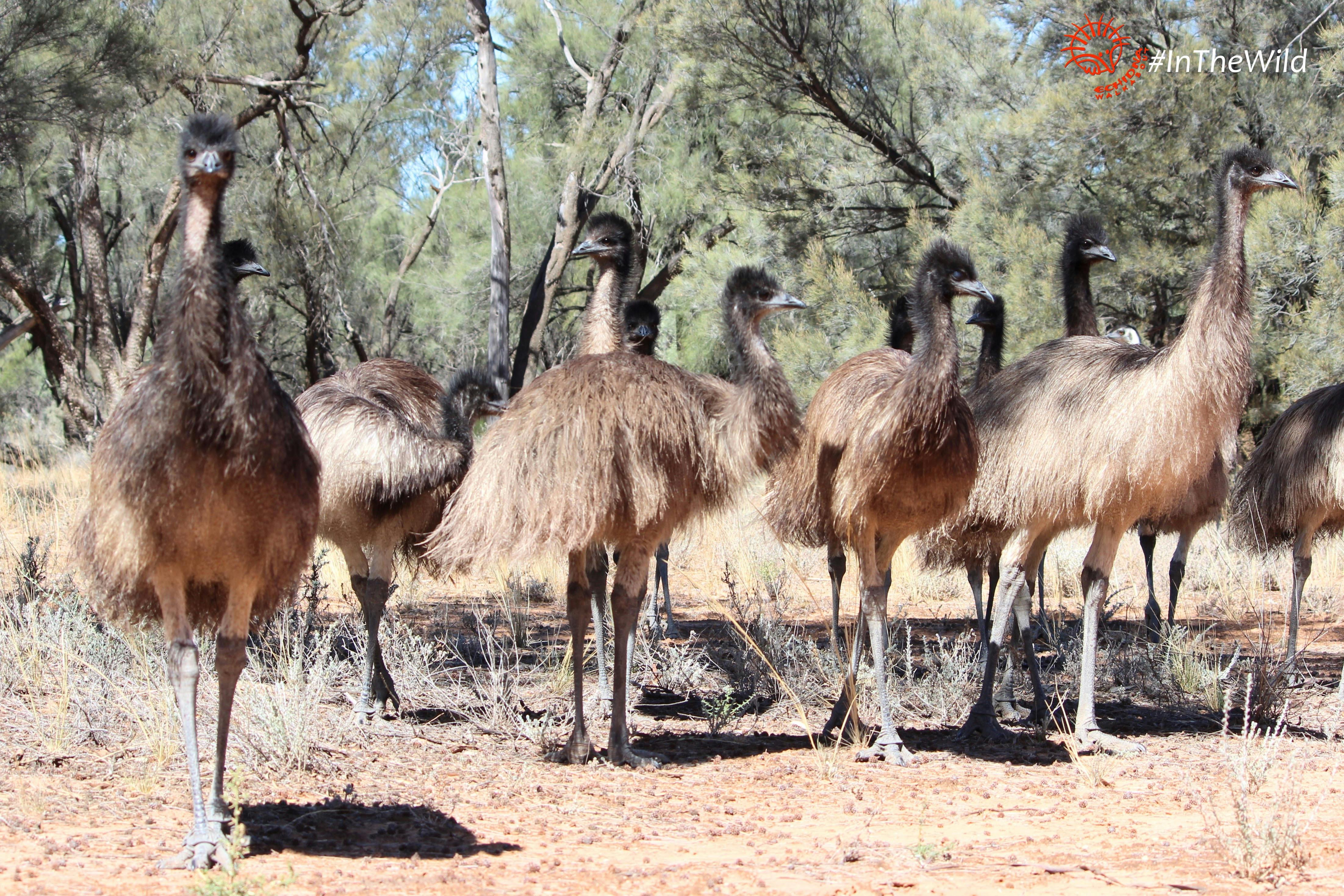 Emus
