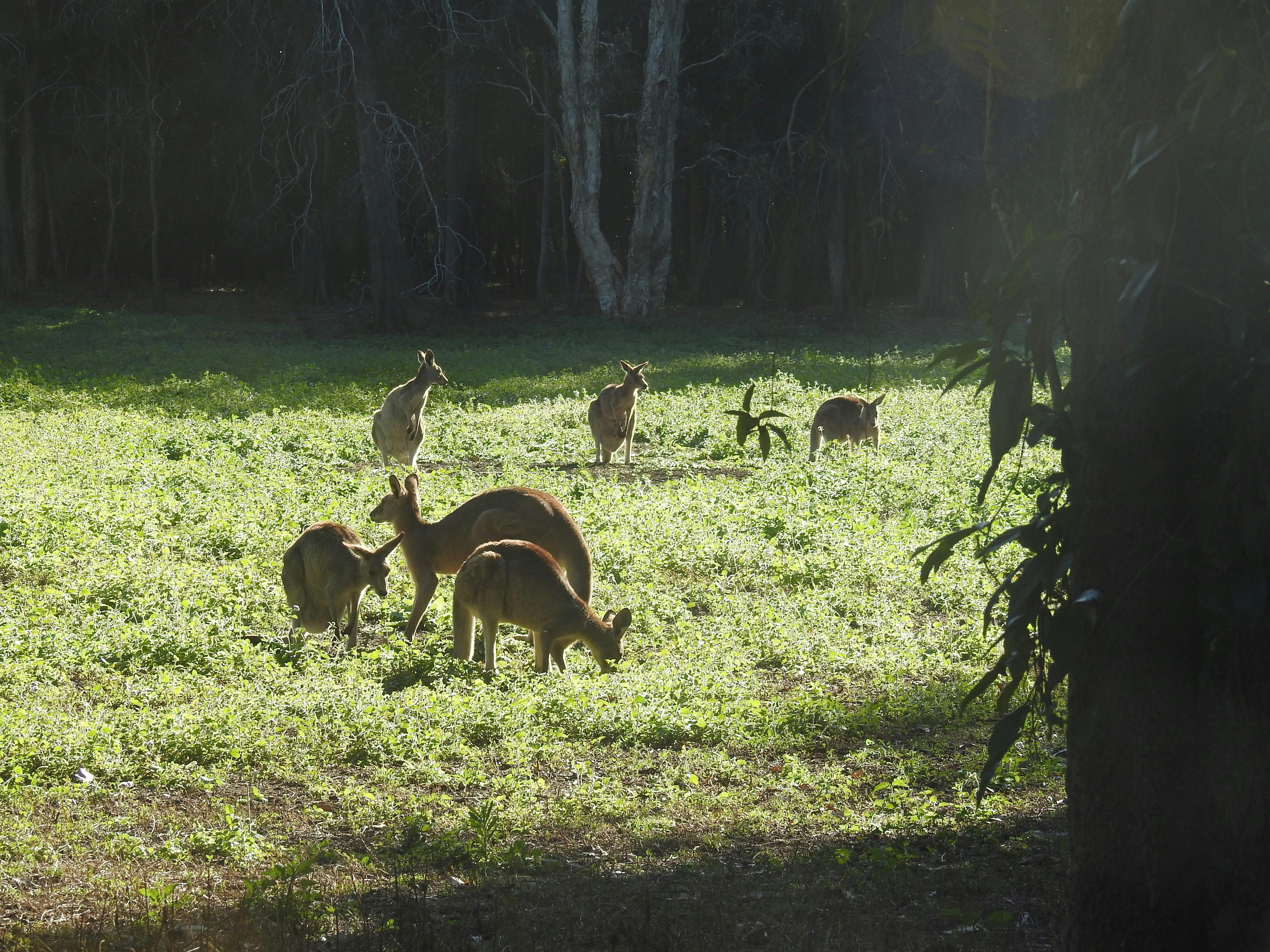 Many kangaroos leave the forest to graze in the late afternoon