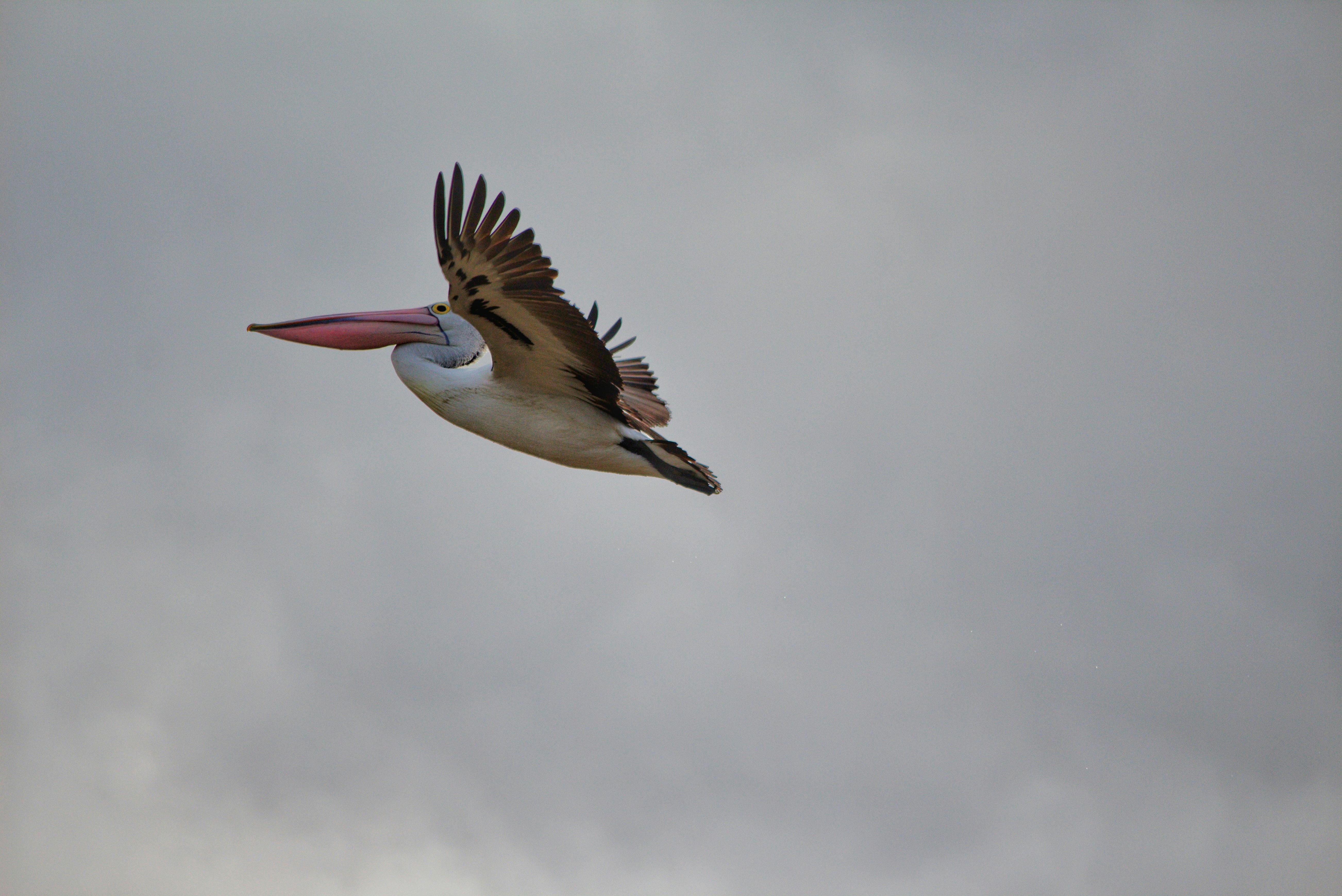 Pelican flying high