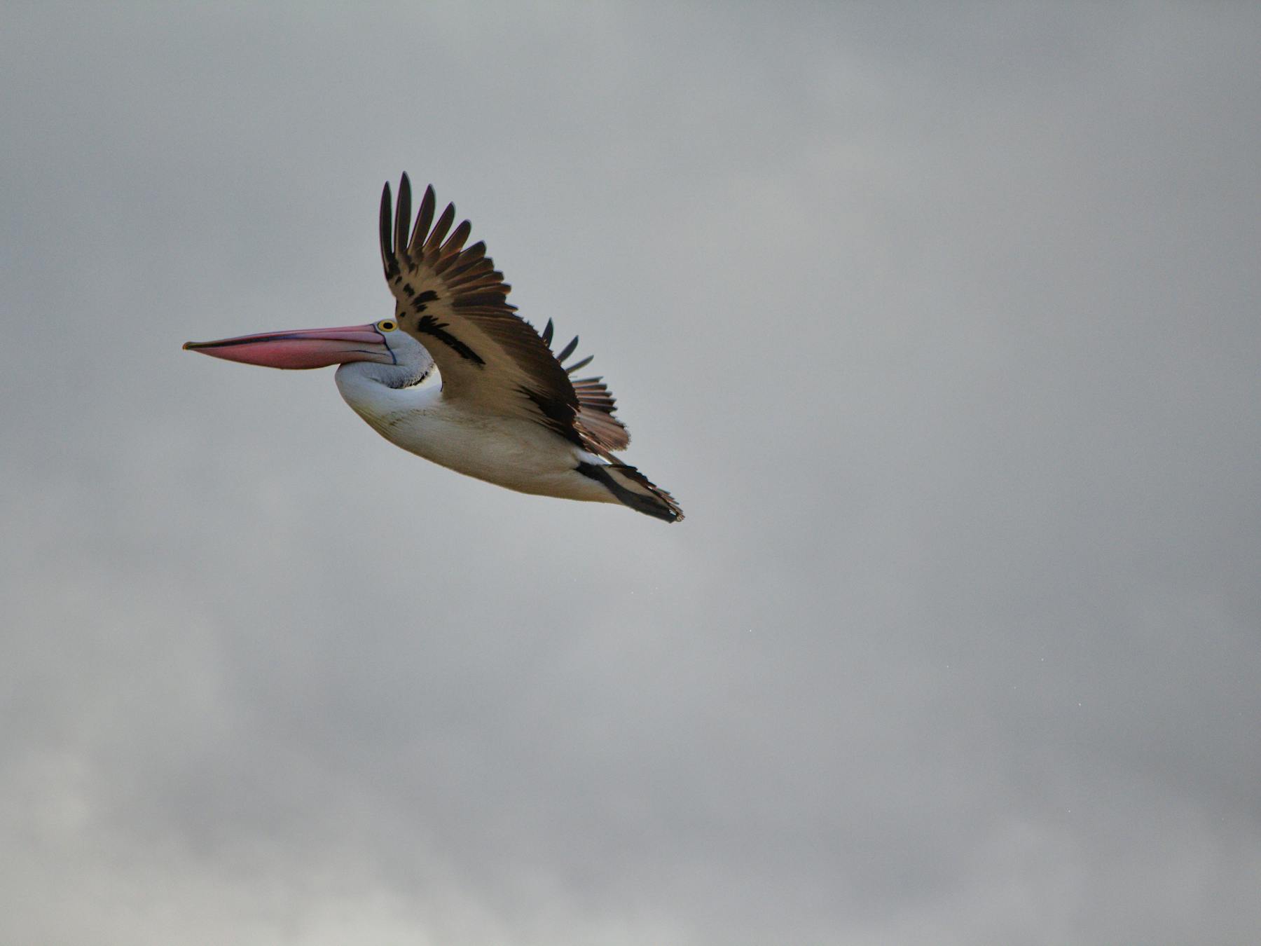 Pelican flying high