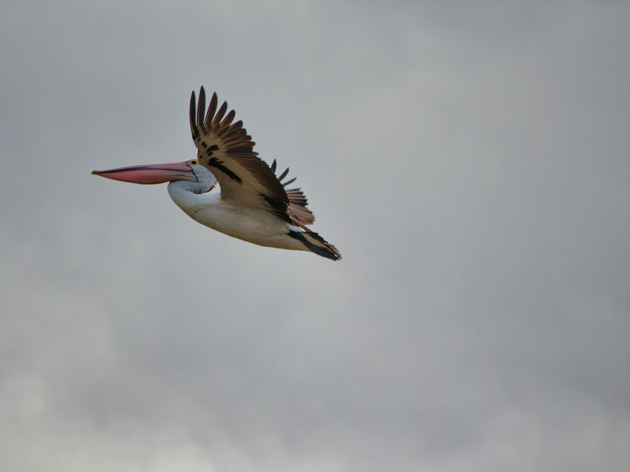 Pelican flying high