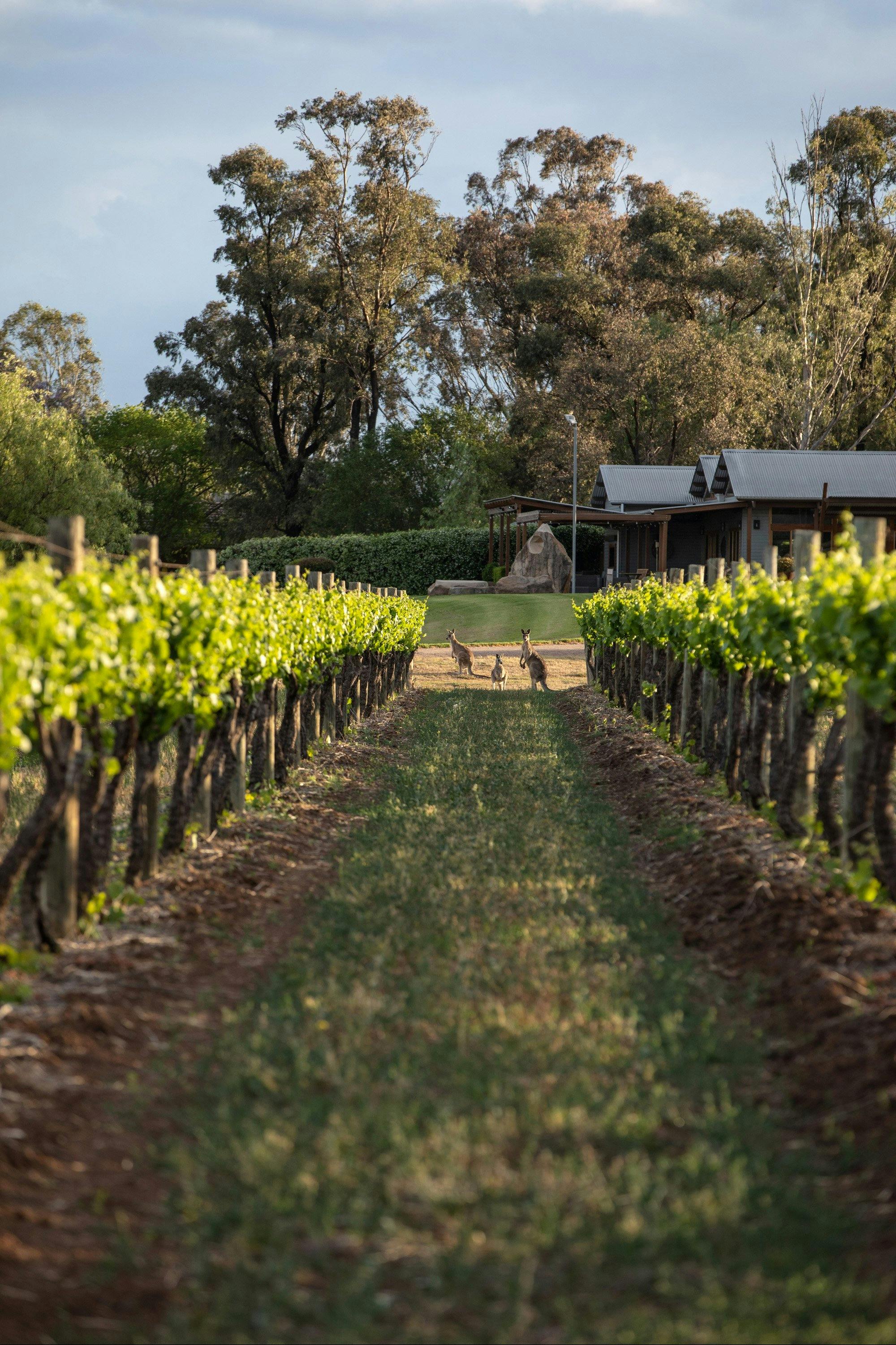 Vineyard Wildlife, backing onto Cellar Door
