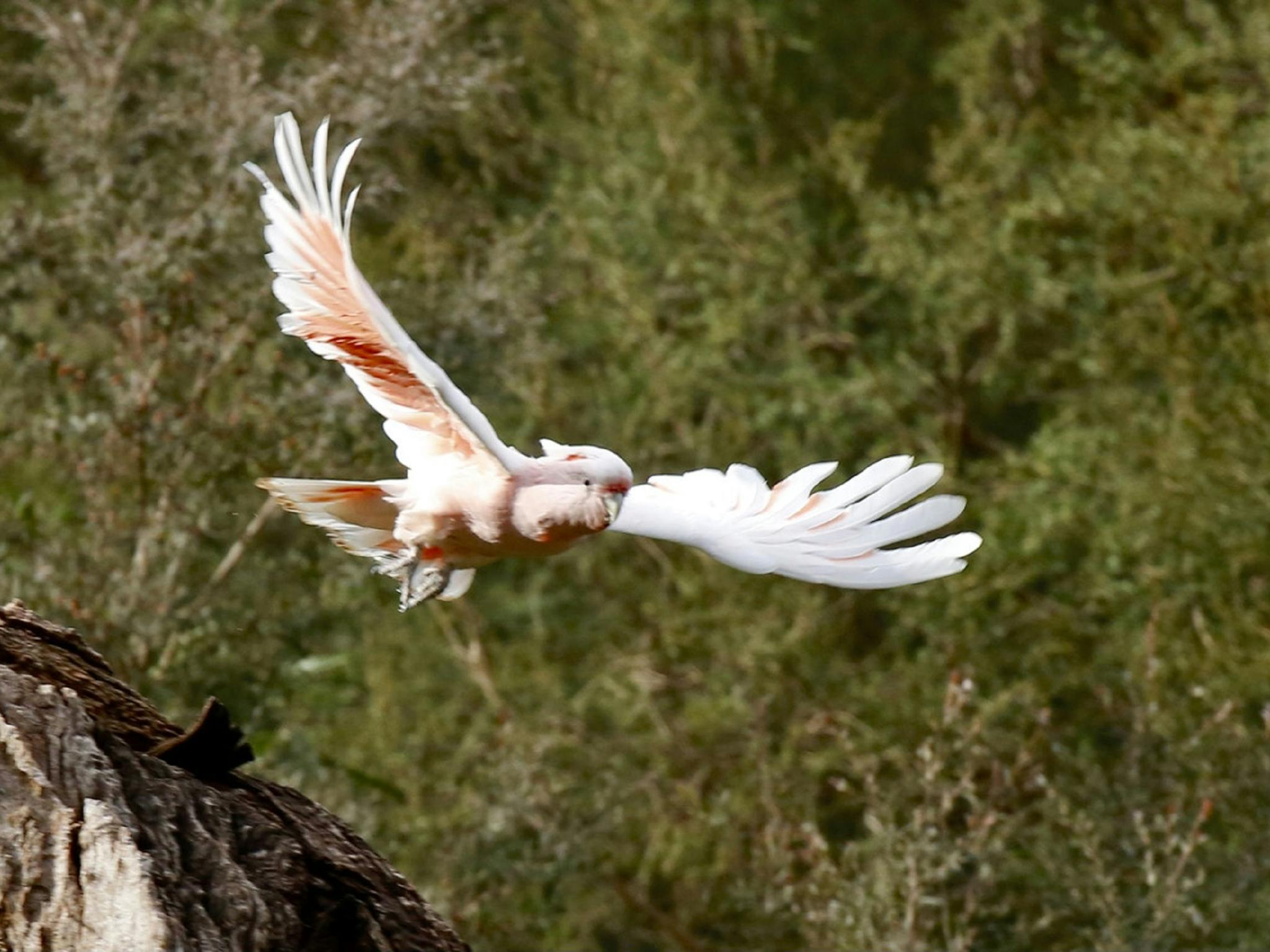 Major Mitchells Cockatoo