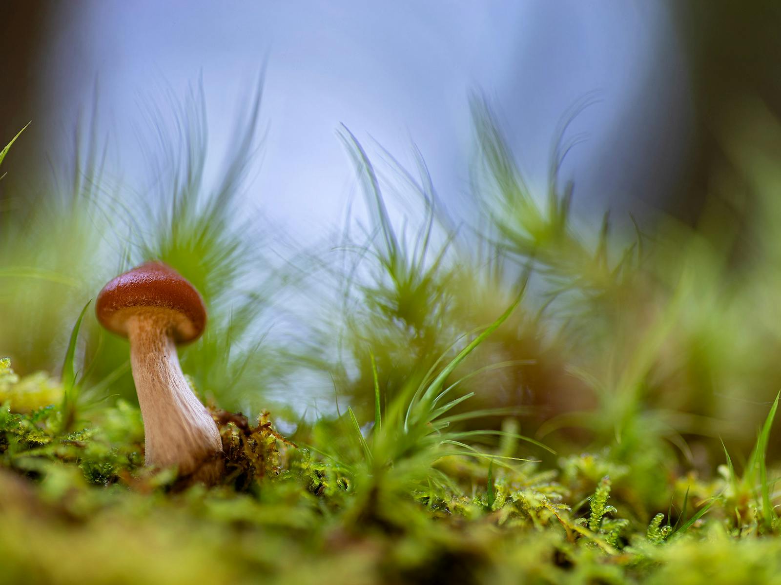 Tiny little mushroom in the Tasmanian rainforest