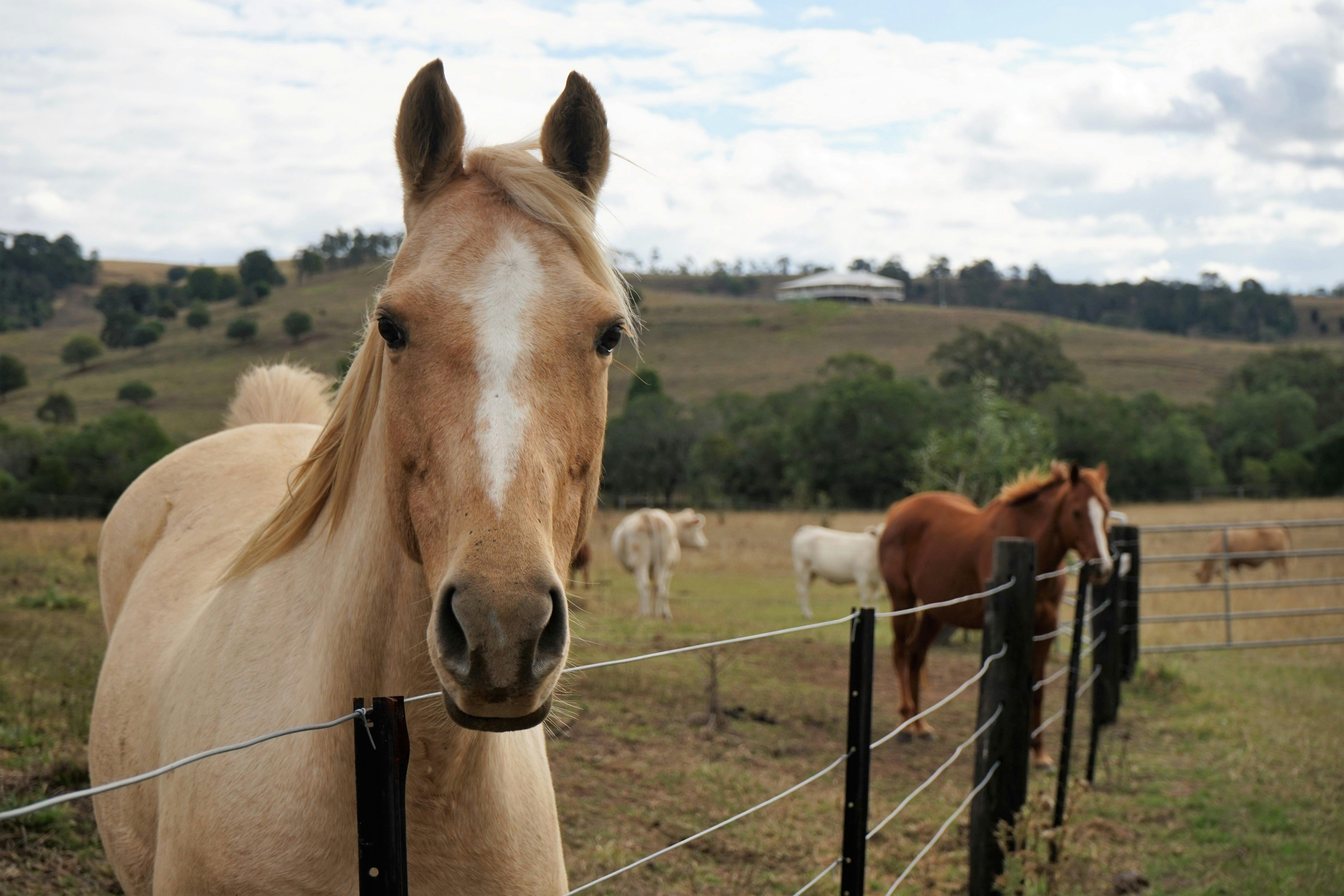 Tallavalley Farm B&B