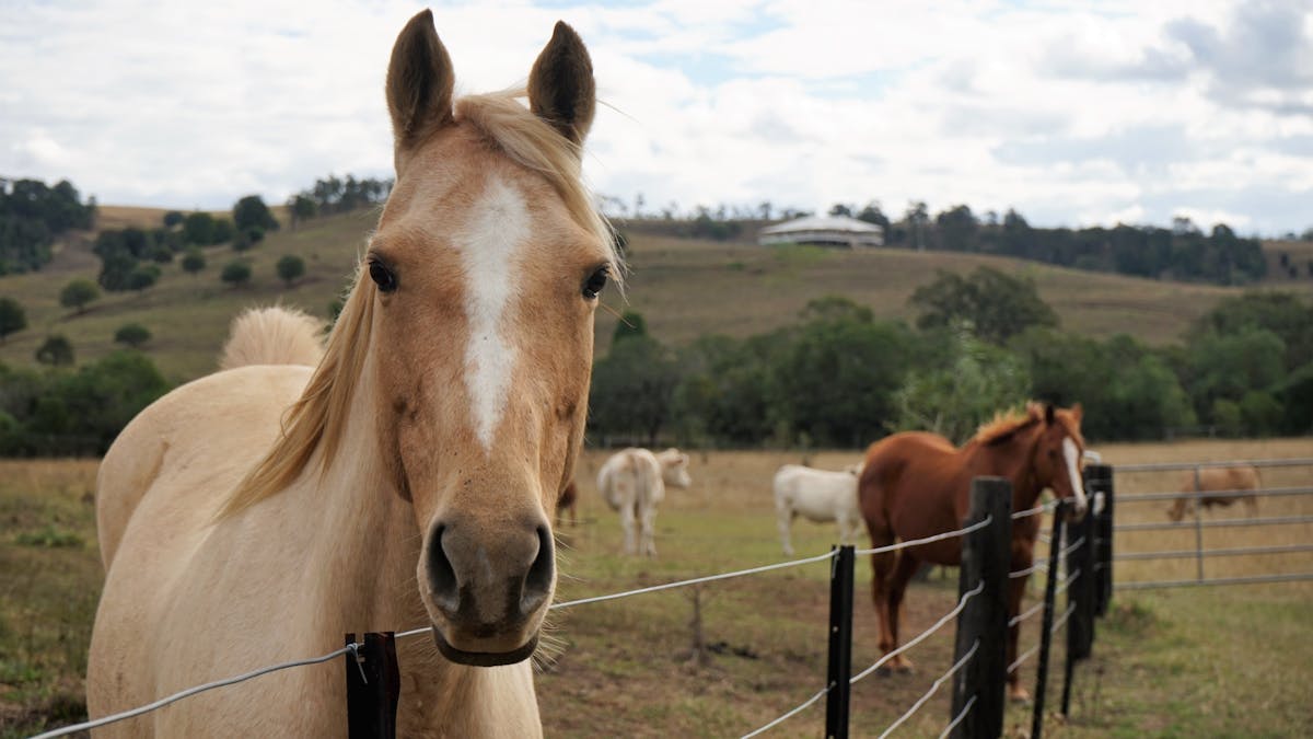 Tallavalley Farm B&B