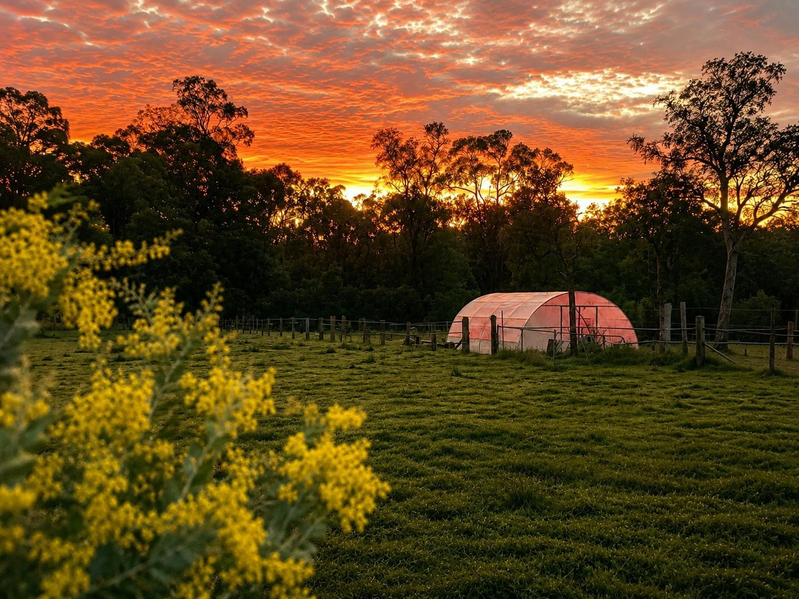 Vibrant sunset over the rural paddocks at Adeline Estate in the Hunter Valley, with yellow wildflowe