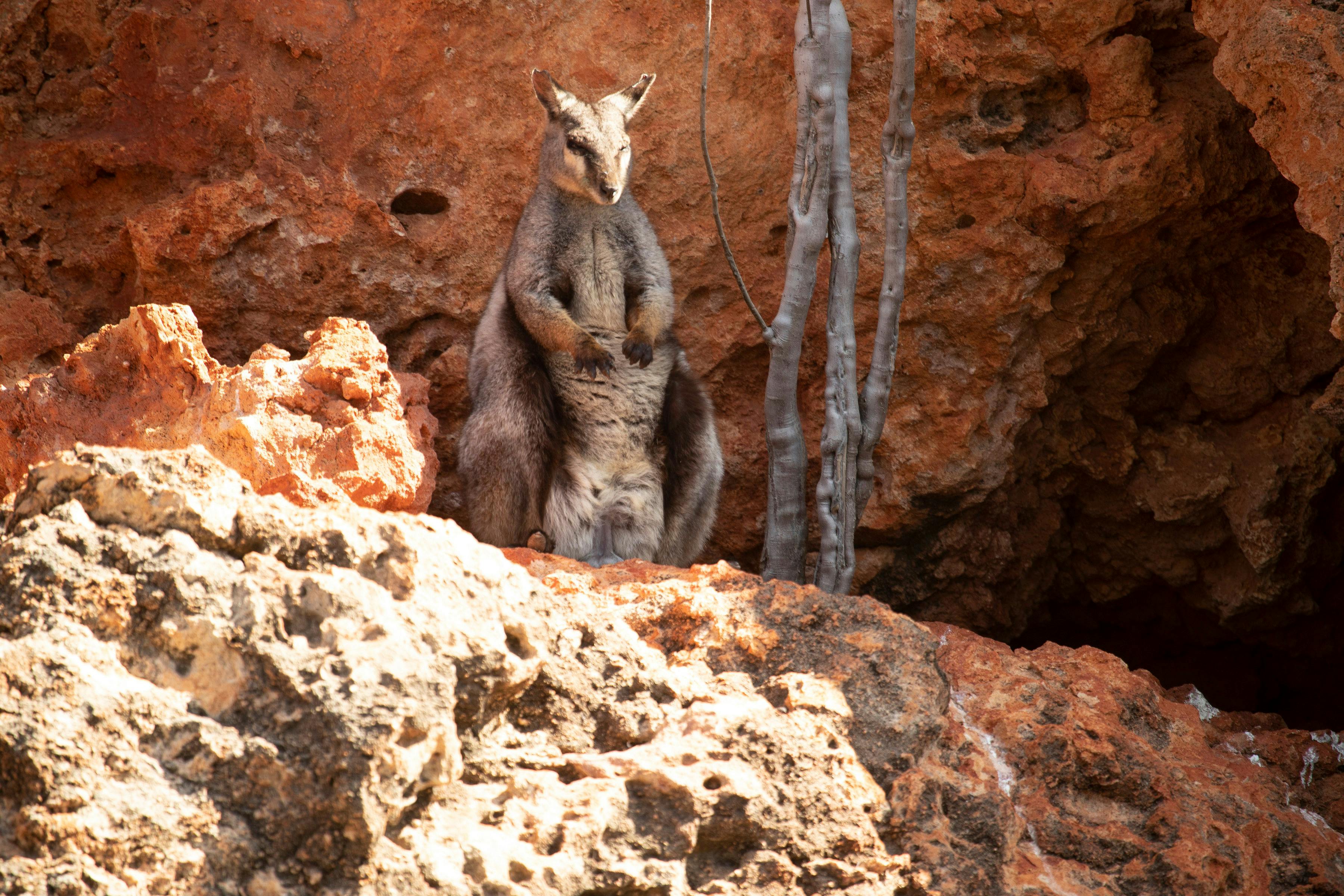 Yardie Creek Boat Tours, Cape Range National Park, Western Australia