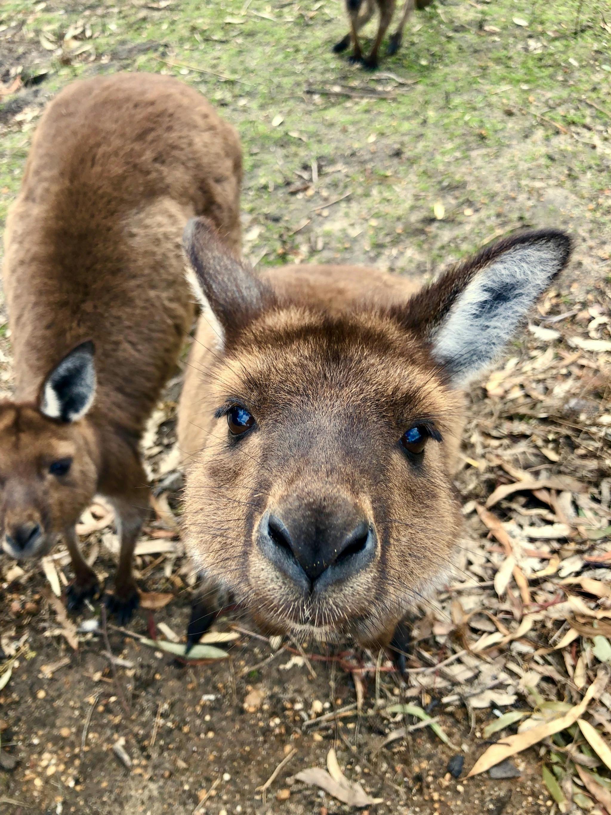 Kangaroo Island Kangaroo