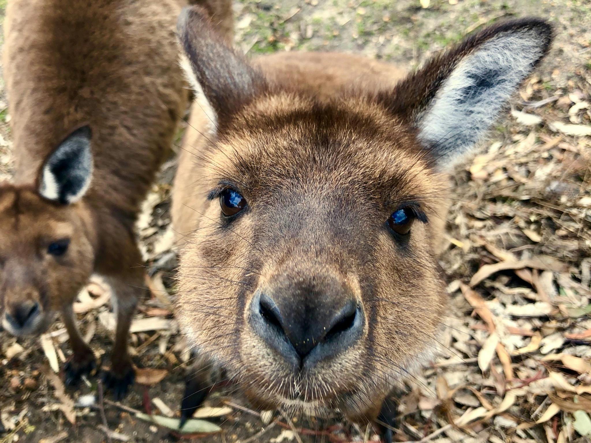 Kangaroo Island Kangaroo