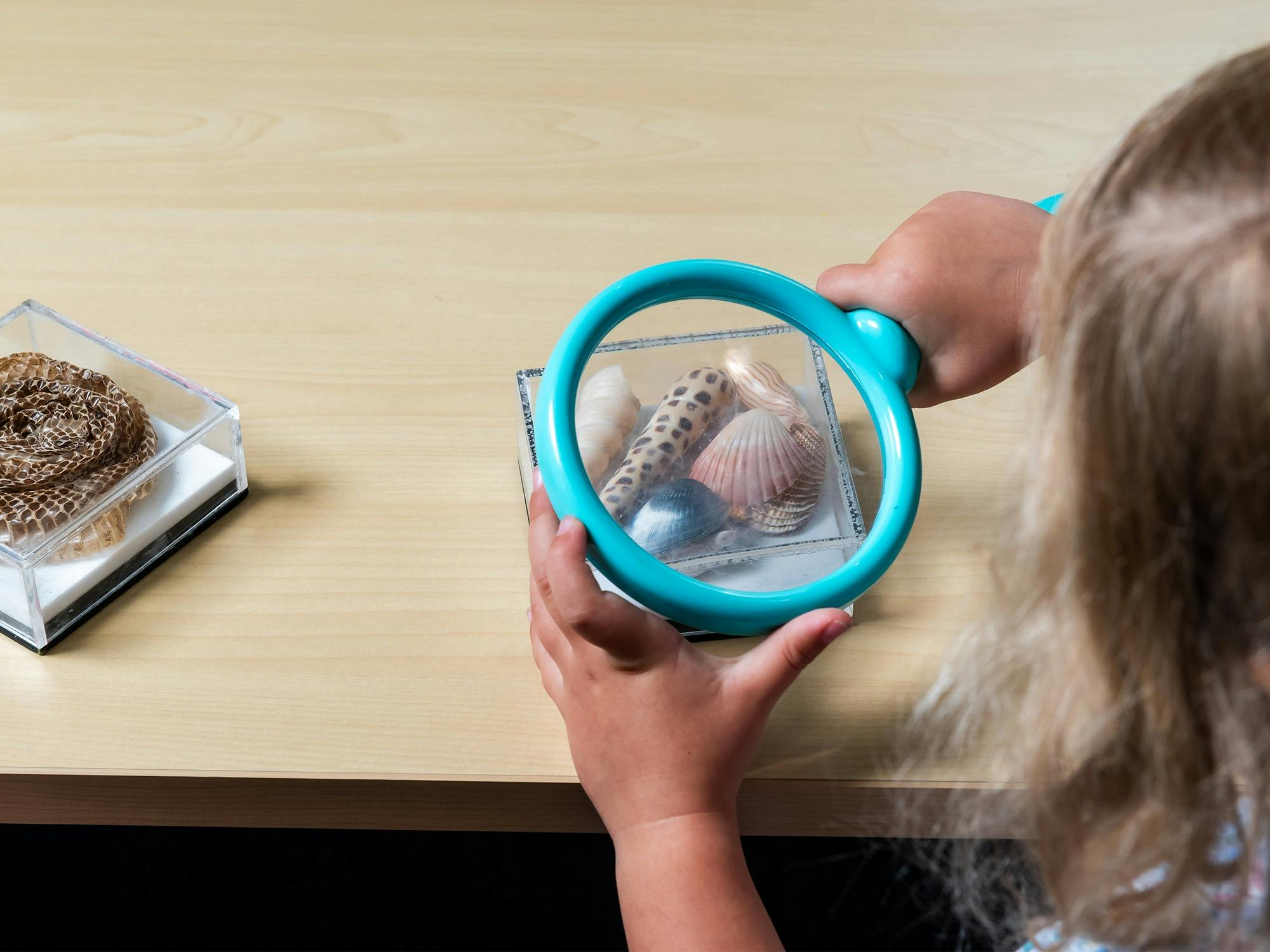 A child viewing seashells in an acrylic container with a magnifying glass.