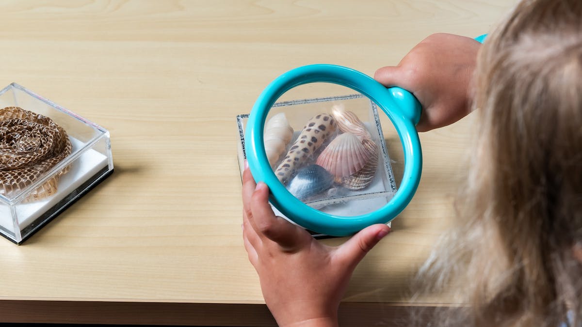 A child viewing seashells in an acrylic container with a magnifying glass.