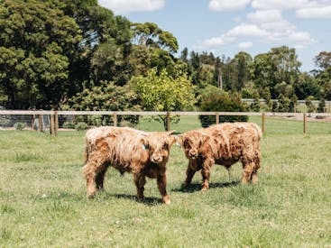 Moraea Farm Berry by Linnaeus Collection