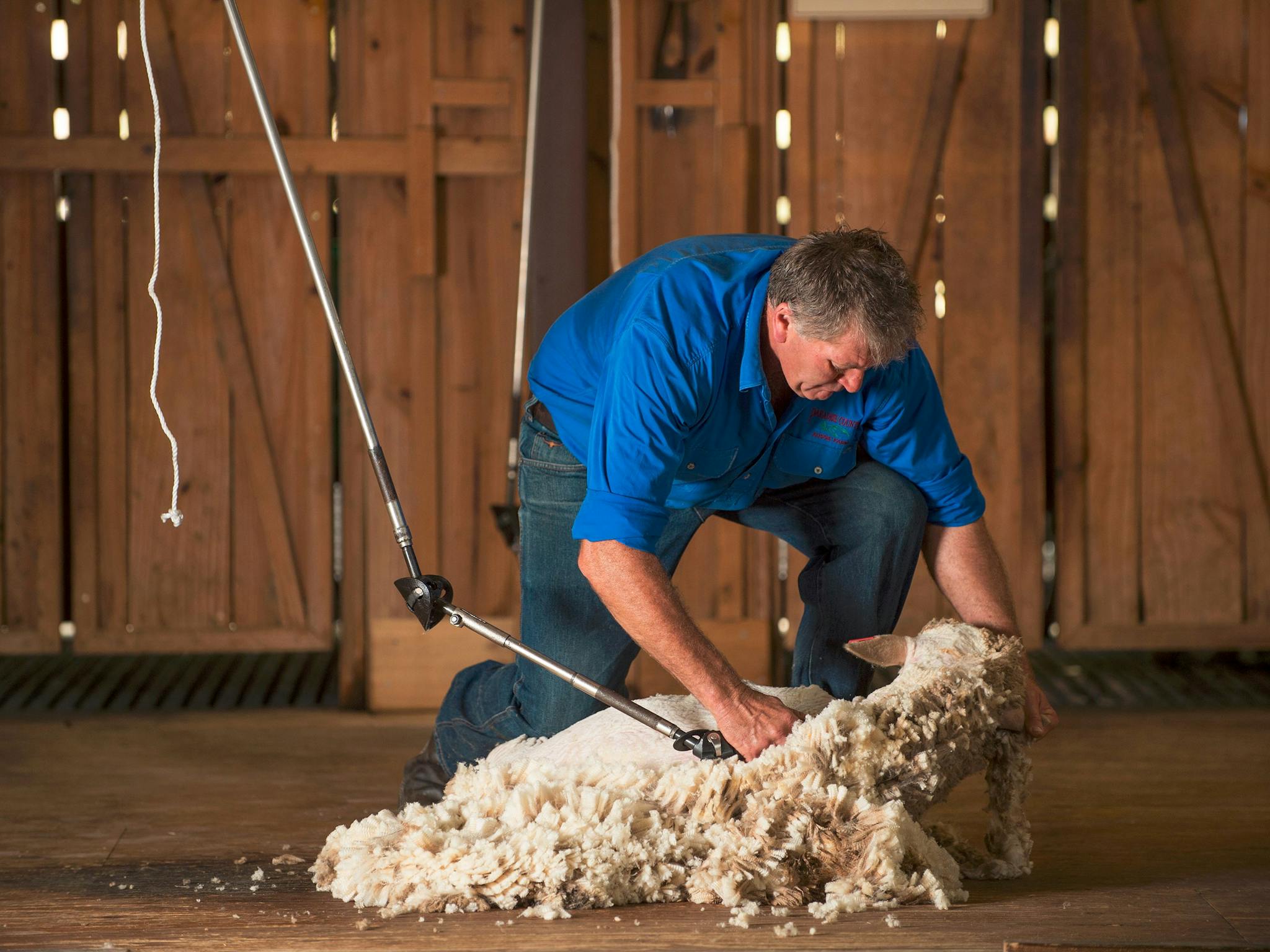 Paradise Country Sheep Sheering