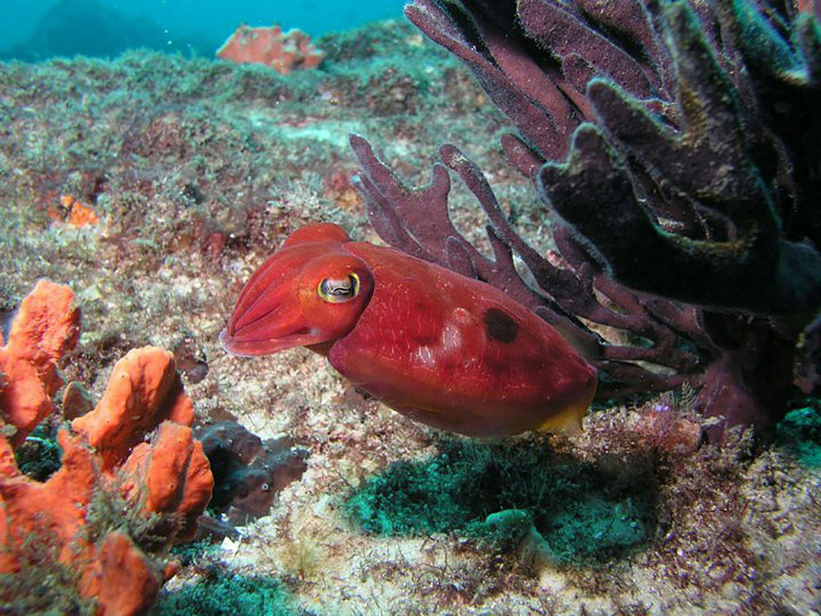 Cuttle Fish