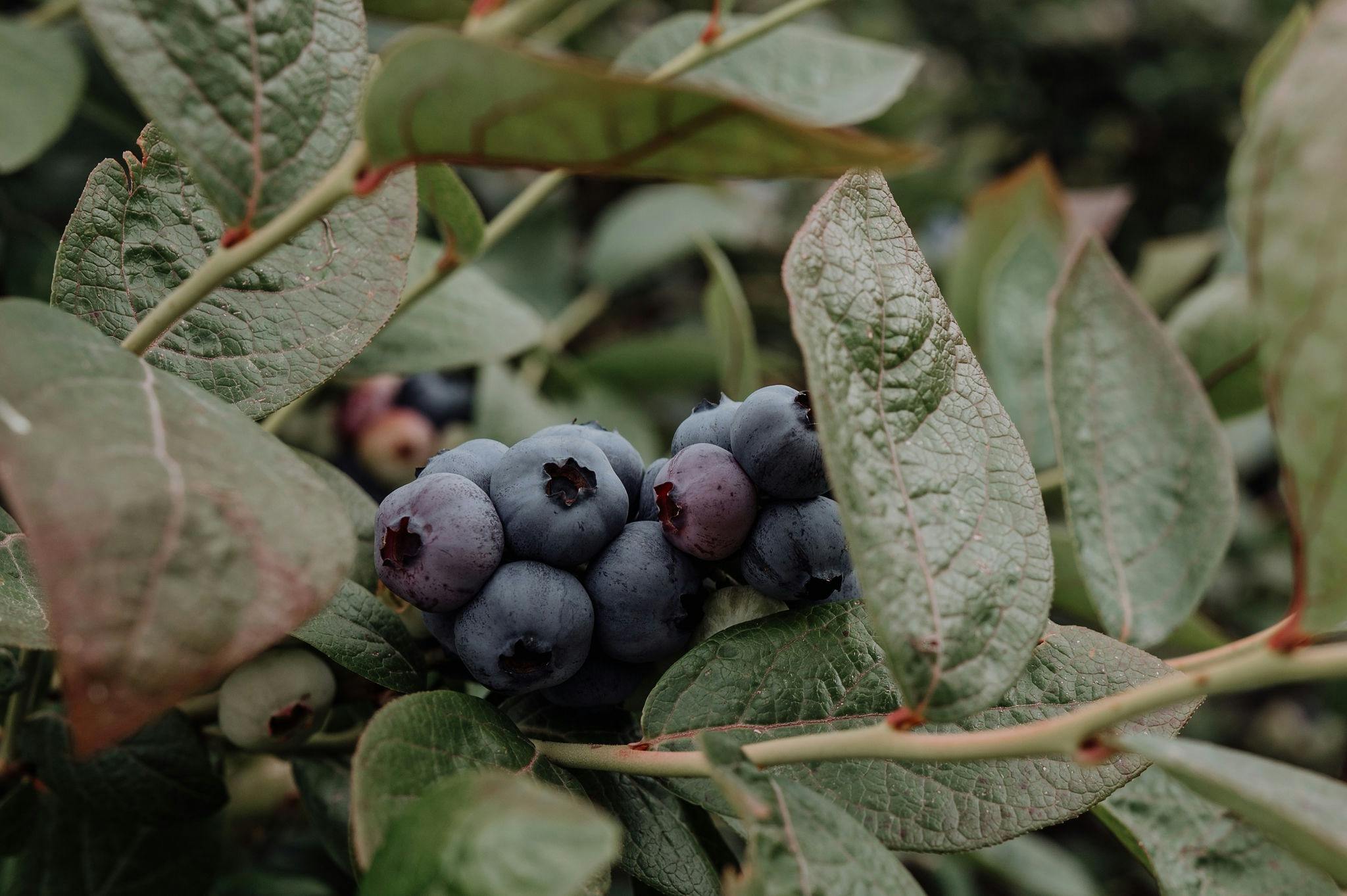 Blueberries