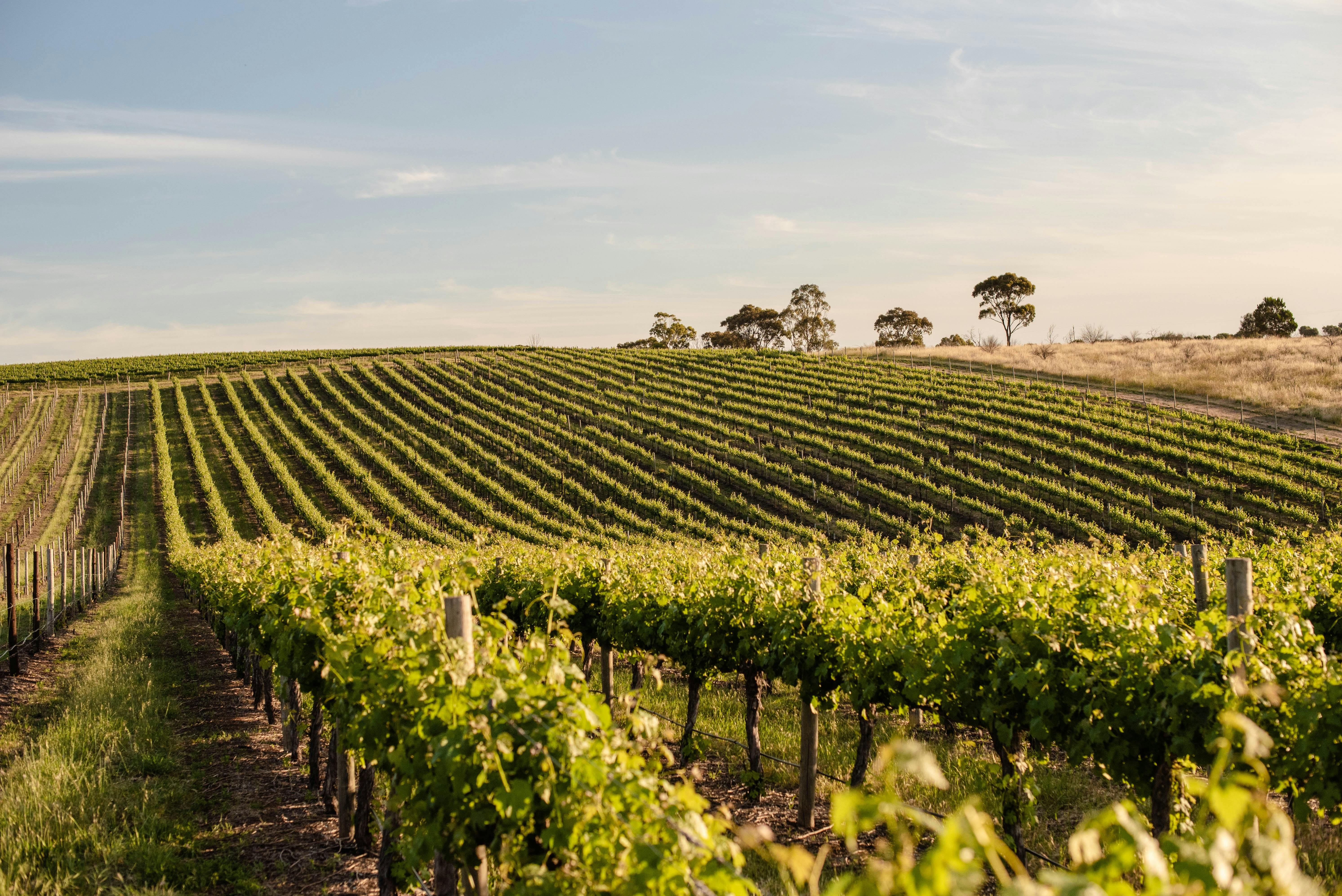 The rolling vineyards of Chapel Hill, McLaren Vale
