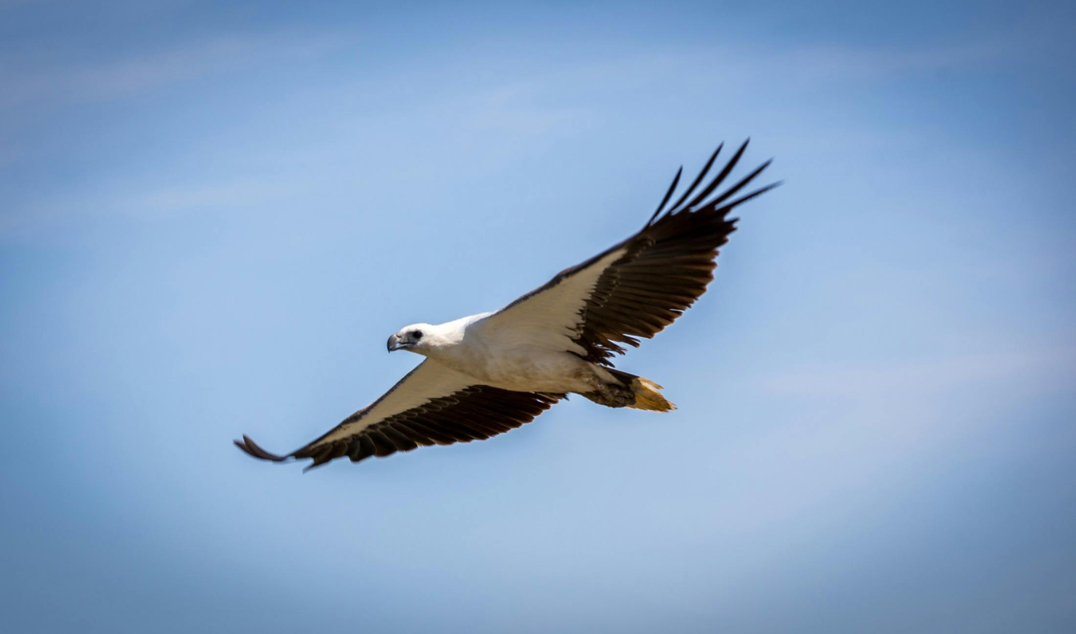 White Breasted Sea Eagle