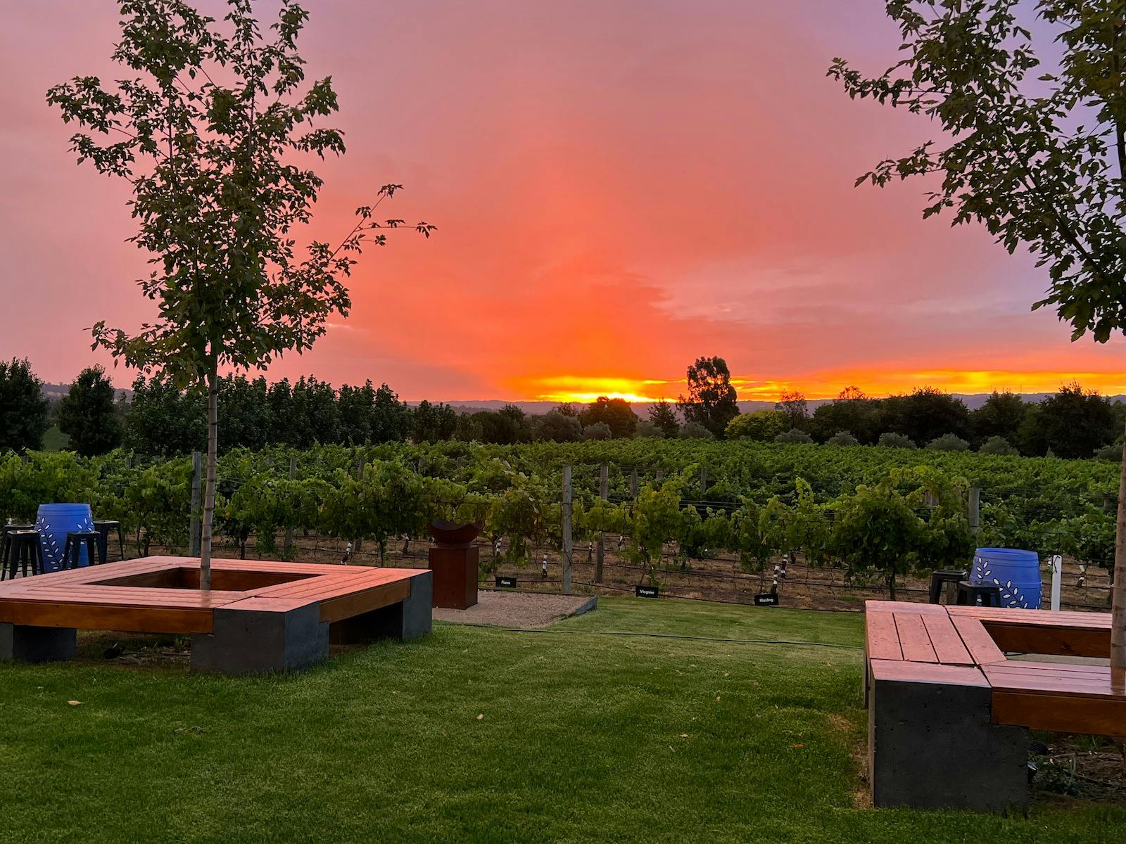 Sunset over the vineyard
