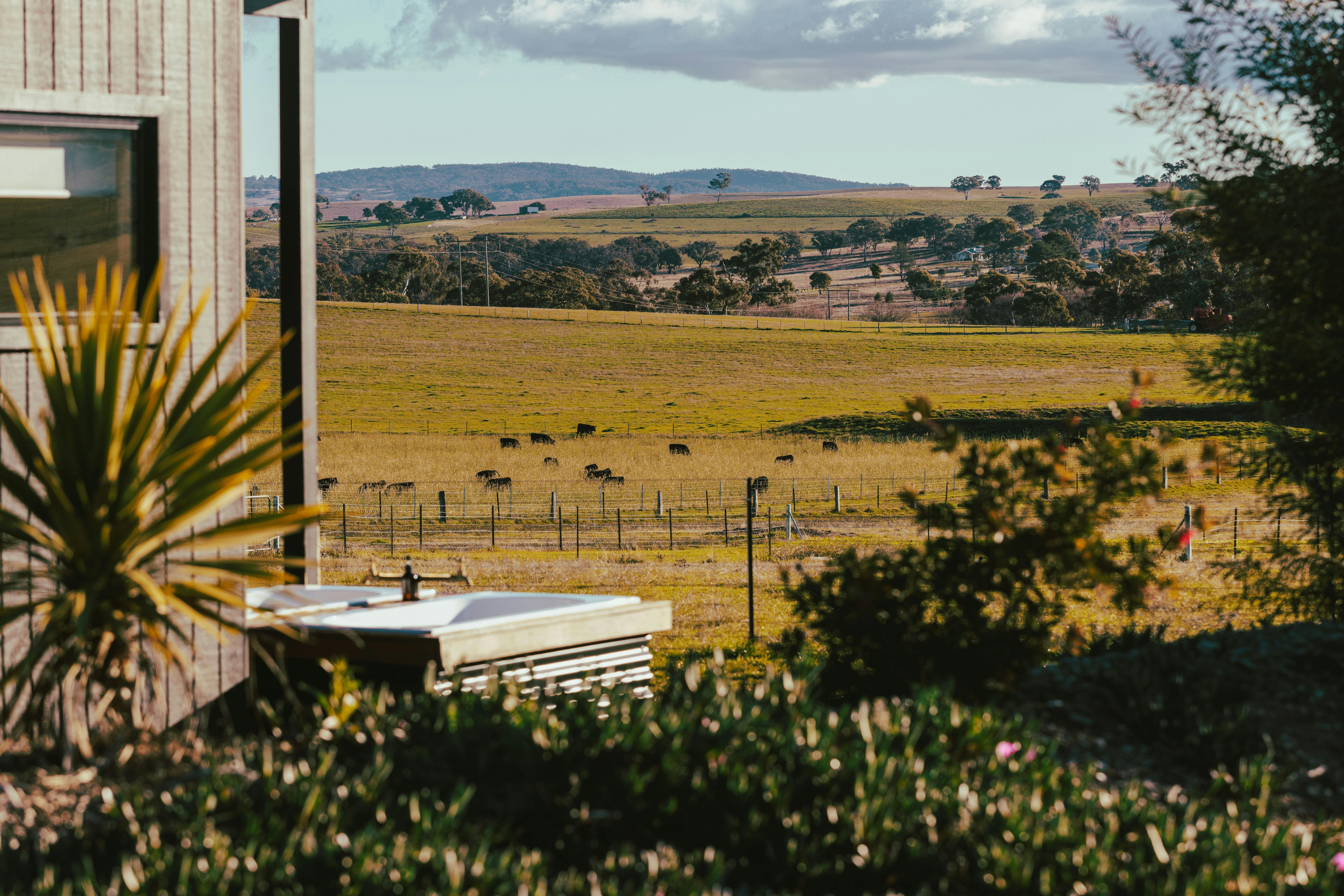 Angus cattle graze a paddock while a luxury studio overlooks, with outdoor baths and gardens