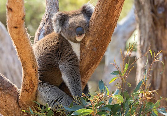 Cleland Wildlife Park - Crafers, Attraction | South Australia