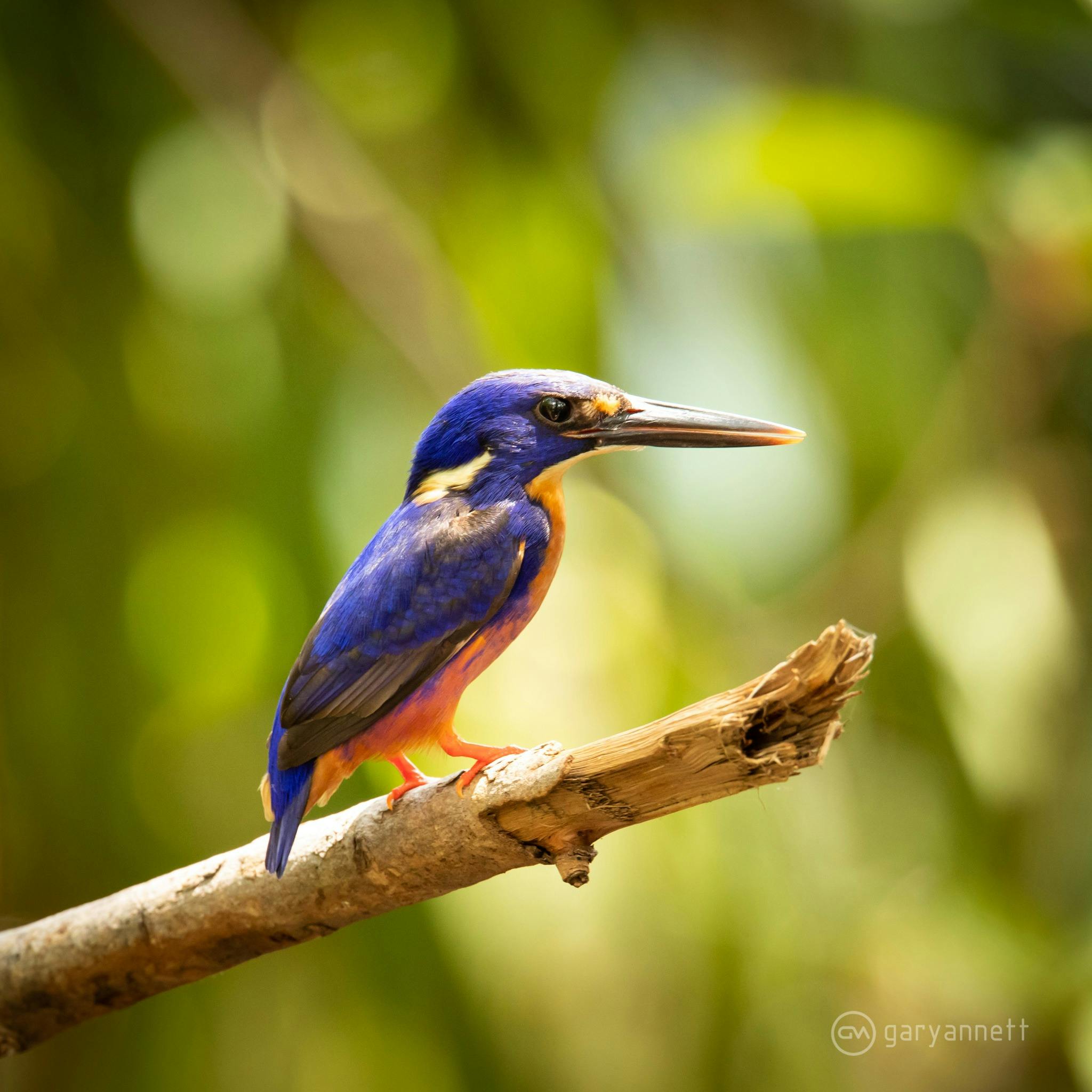 azure kingfisher