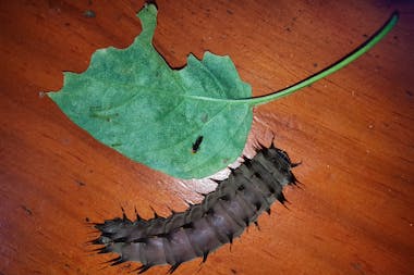 Batchelor Butterfly Farm & Pet Garden