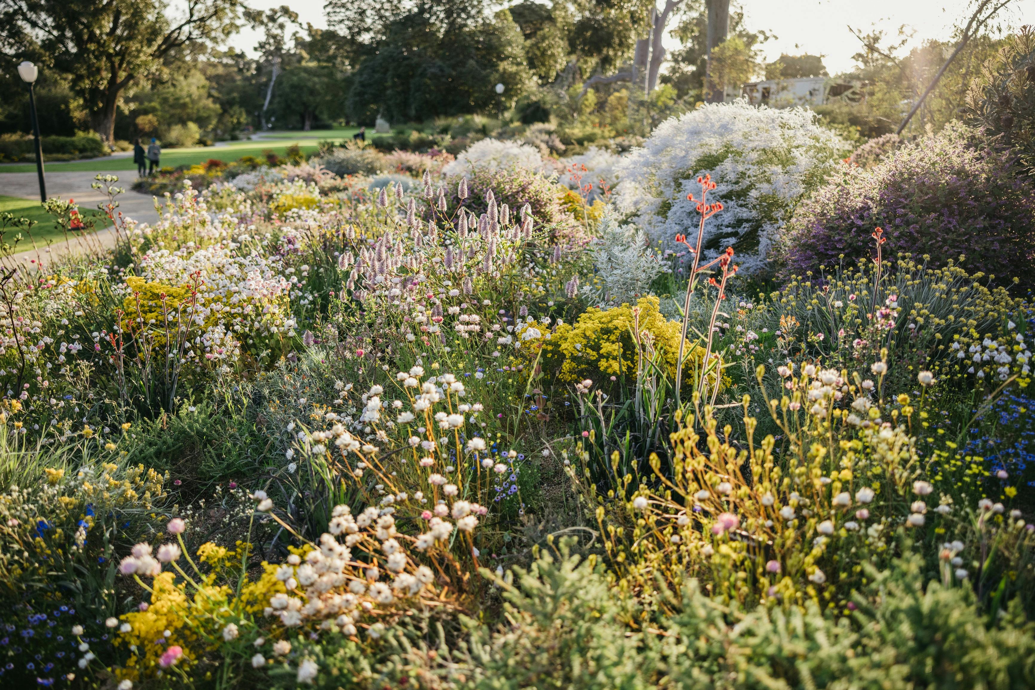 Wildflowers, Kings Park and Botanical Garden