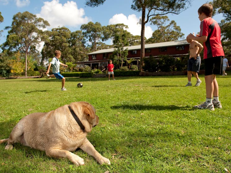 Dog friendly soccer