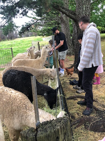 Alpaca Experience