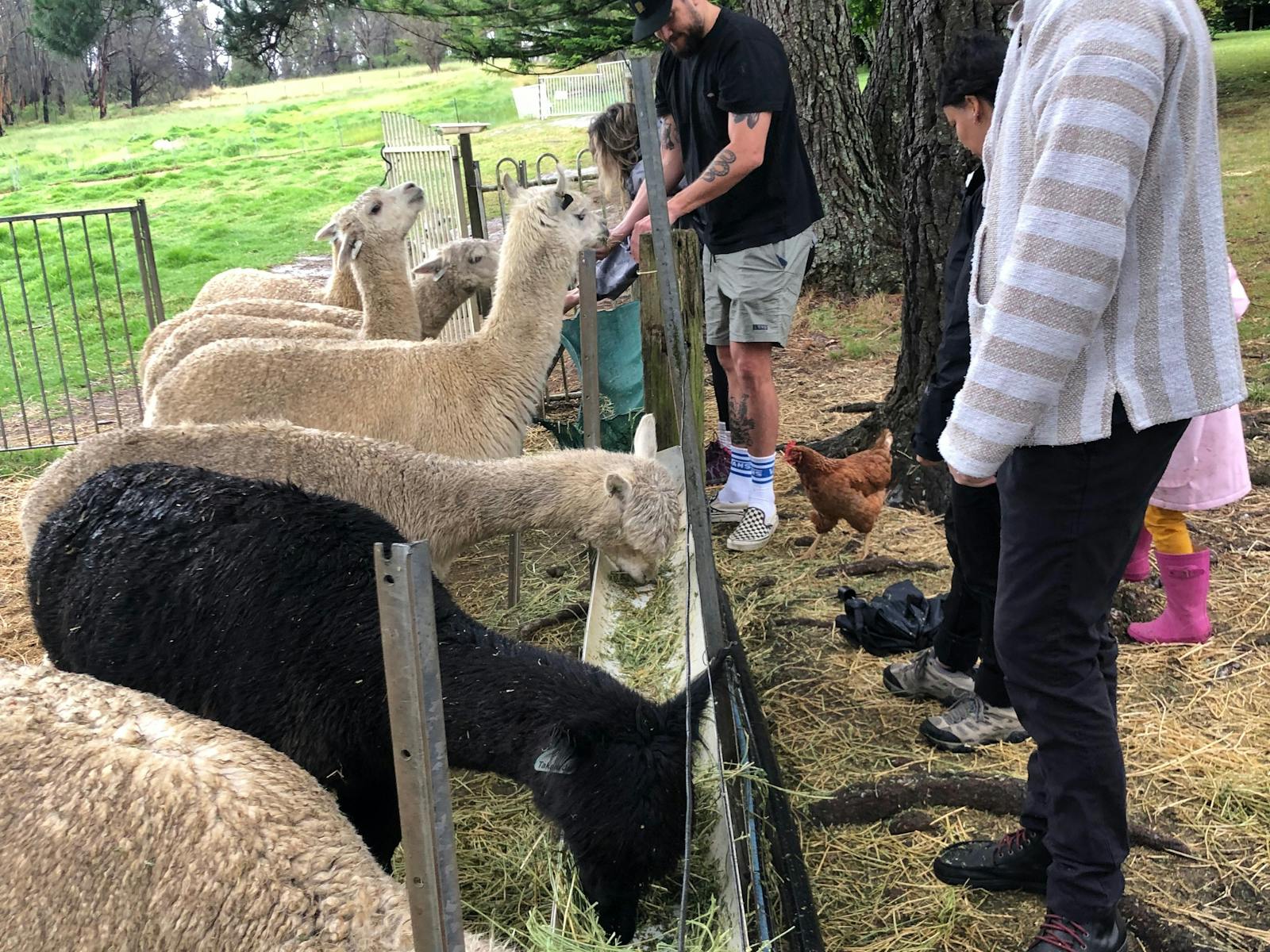 Image for Alpaca Experience