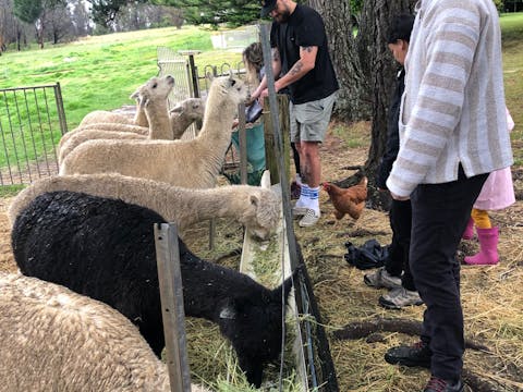 Alpaca Experience