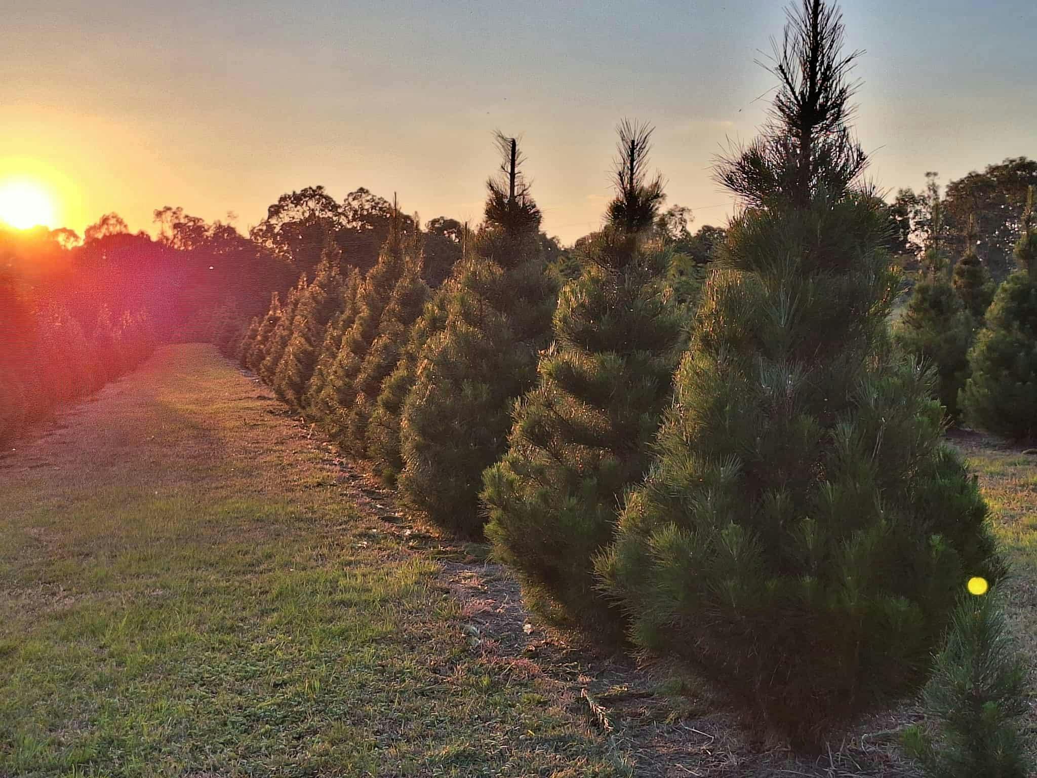 Real christmas trees