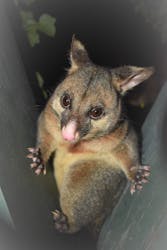 Umpherston Possum Tours