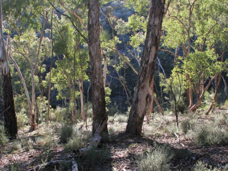 Mount Gray walking track