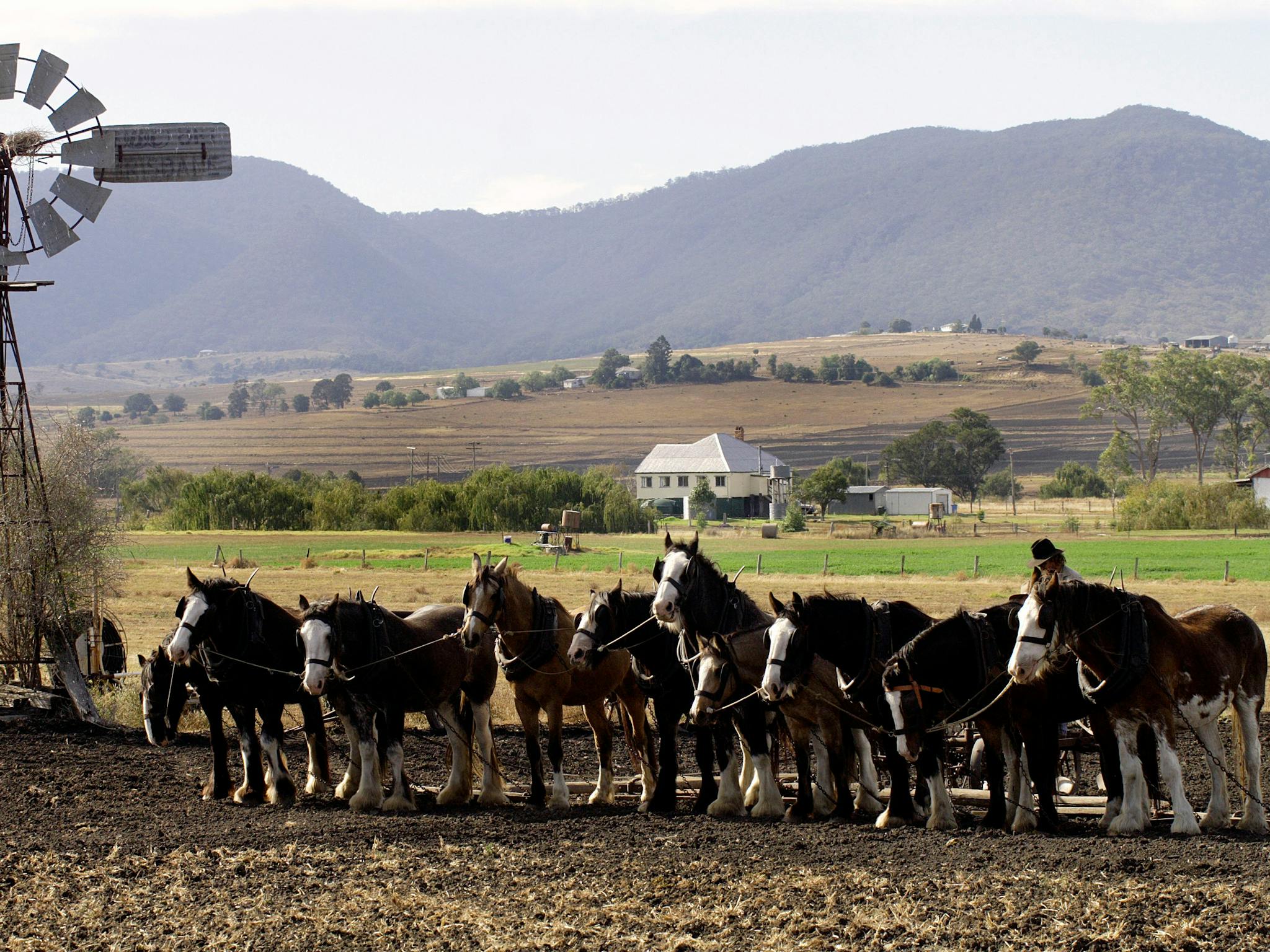 Heavy Horse Day, Yangan