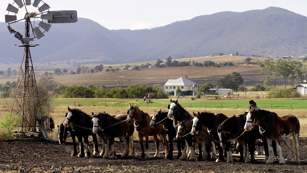 Heavy Horse Day, Yangan