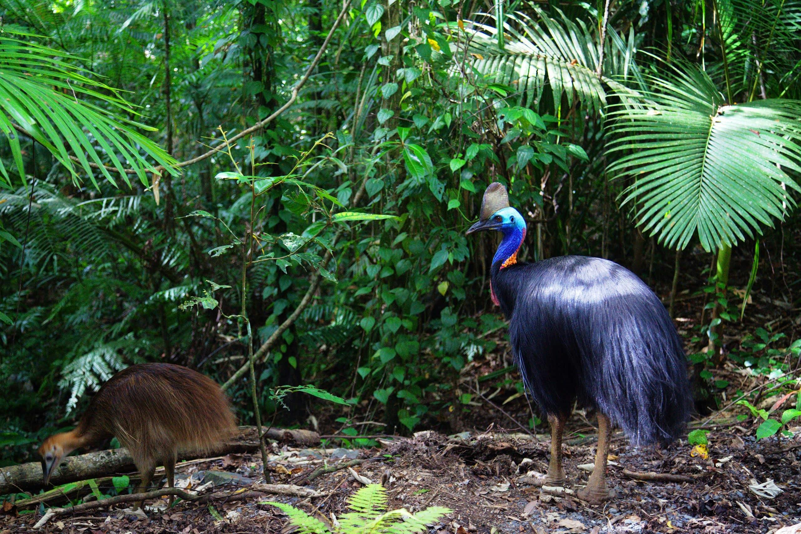 Spot native wildlife